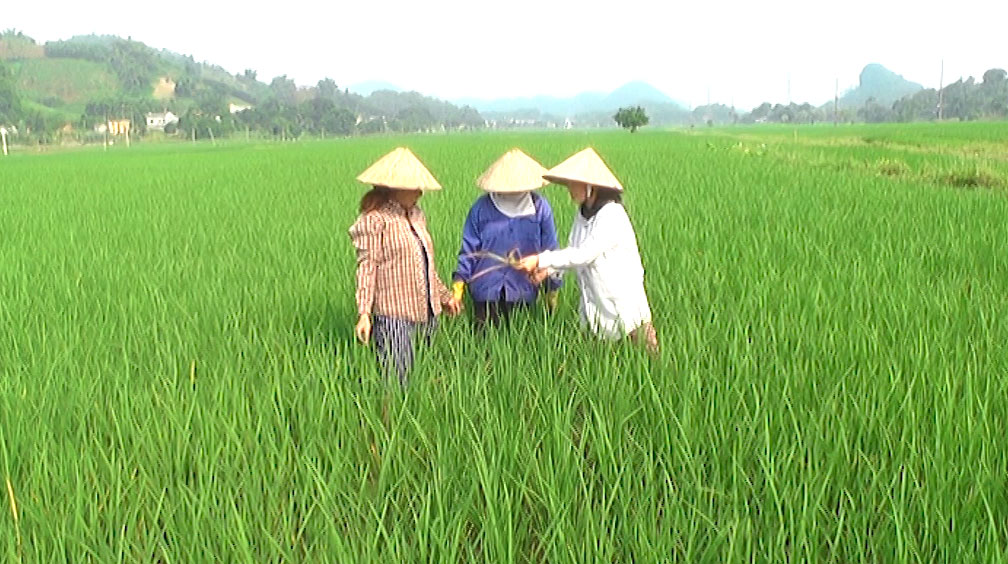 Mùa vụ sản phẩm