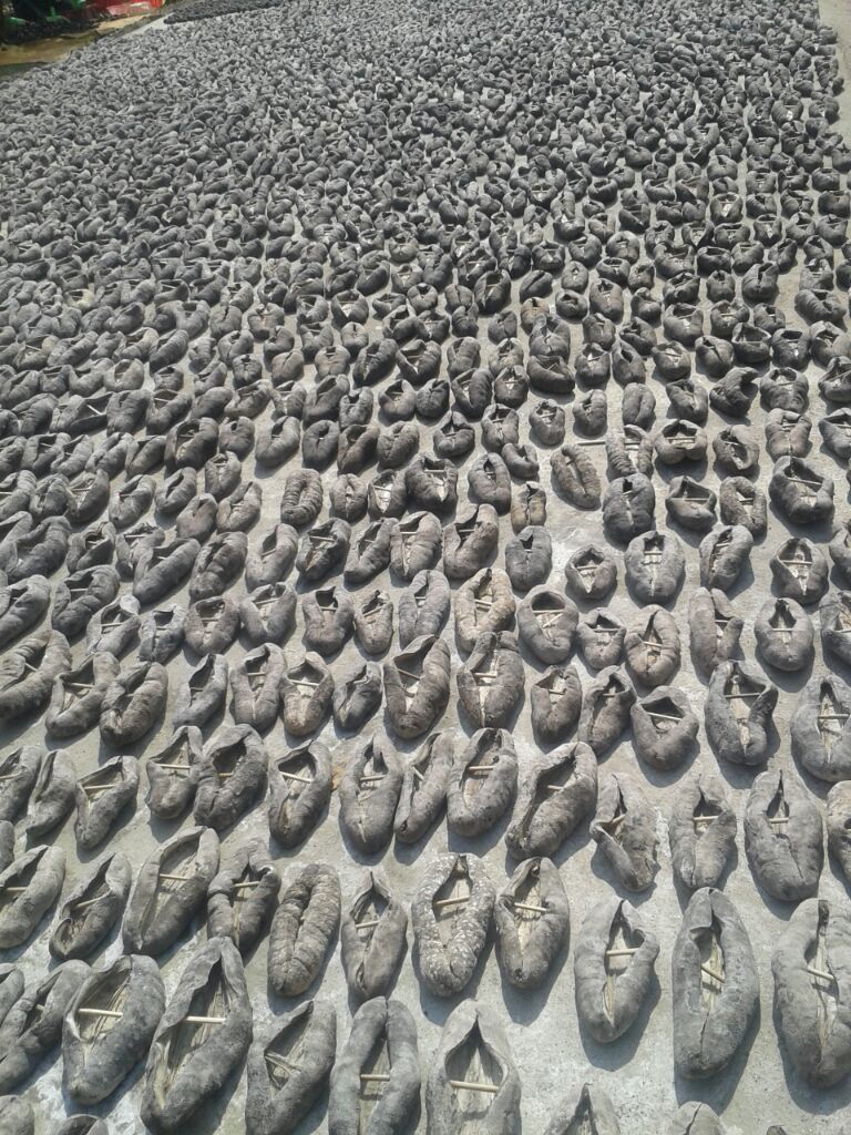 HẢI SÂM