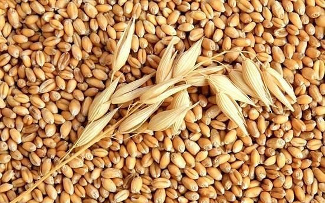 HẠT LÚA MÌ BULGUR – CÔNG DỤNG THẦN KỲ